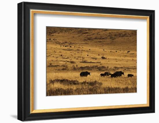 Yaks Grazing on the Vast Open Rangelands on the Edge of the Tibetan Plateau in Sichuan Province-Alex Treadway-Framed Photographic Print