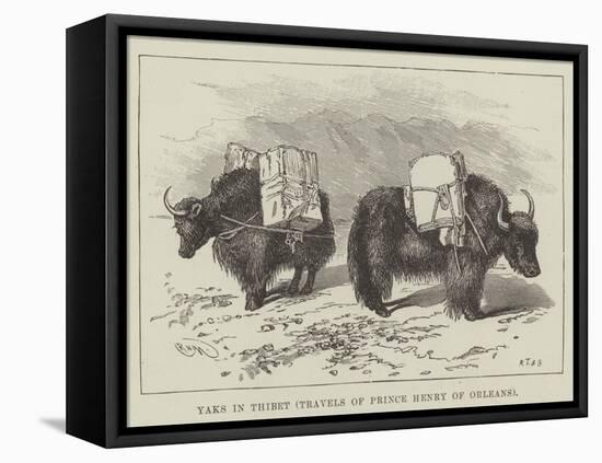 Yaks in Thibet, Travels of Prince Henry of Orleans-null-Framed Premier Image Canvas