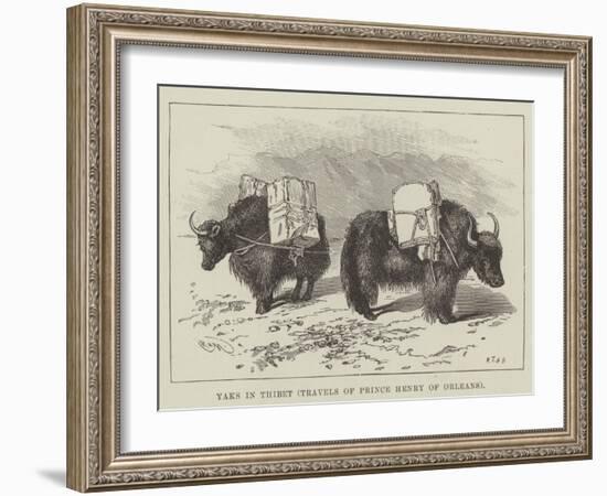 Yaks in Thibet, Travels of Prince Henry of Orleans-null-Framed Giclee Print