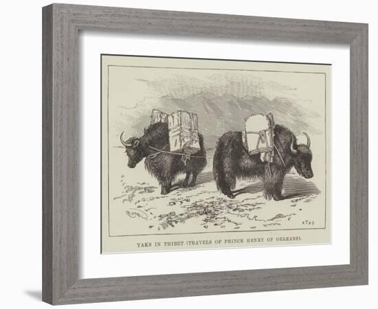 Yaks in Thibet, Travels of Prince Henry of Orleans--Framed Giclee Print