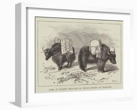 Yaks in Thibet, Travels of Prince Henry of Orleans-null-Framed Giclee Print