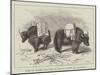 Yaks in Thibet, Travels of Prince Henry of Orleans-null-Mounted Giclee Print