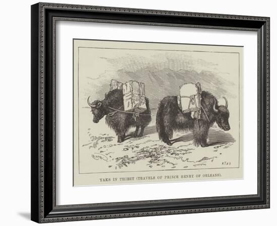 Yaks in Thibet, Travels of Prince Henry of Orleans-null-Framed Giclee Print