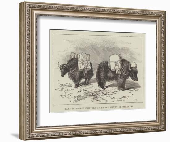 Yaks in Thibet, Travels of Prince Henry of Orleans-null-Framed Giclee Print