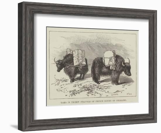 Yaks in Thibet, Travels of Prince Henry of Orleans-null-Framed Giclee Print