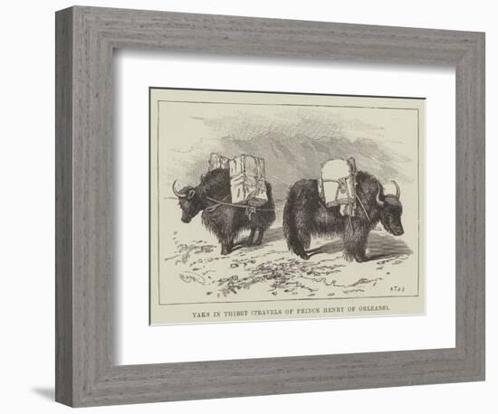 Yaks in Thibet, Travels of Prince Henry of Orleans-null-Framed Giclee Print