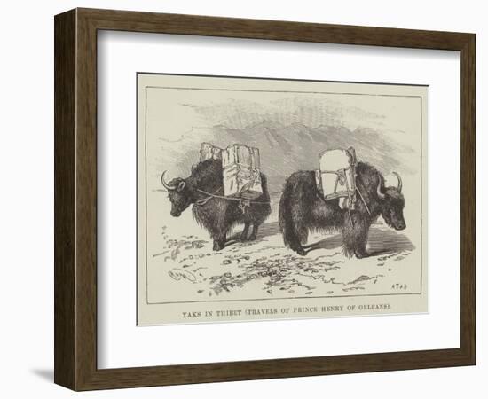 Yaks in Thibet, Travels of Prince Henry of Orleans--Framed Giclee Print