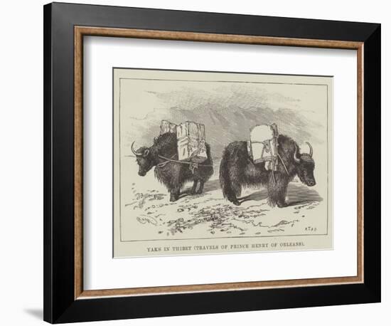 Yaks in Thibet, Travels of Prince Henry of Orleans-null-Framed Giclee Print