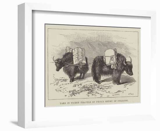 Yaks in Thibet, Travels of Prince Henry of Orleans-null-Framed Giclee Print