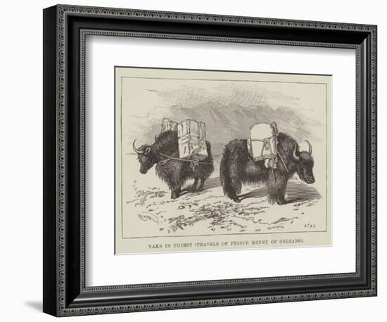 Yaks in Thibet, Travels of Prince Henry of Orleans-null-Framed Giclee Print