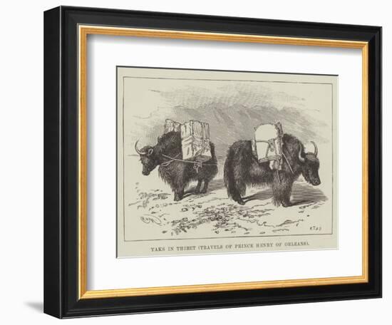 Yaks in Thibet, Travels of Prince Henry of Orleans-null-Framed Giclee Print