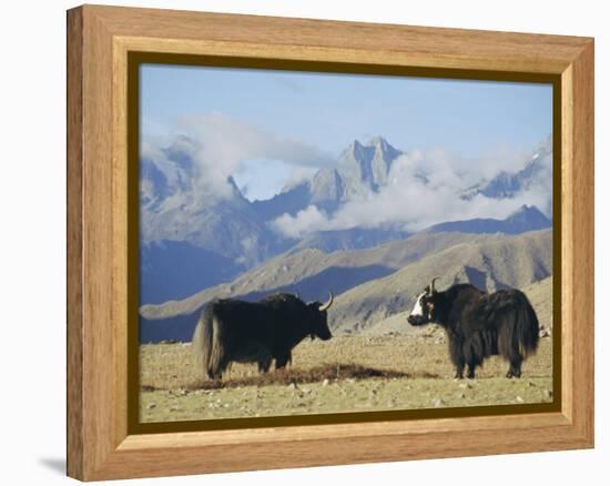 Yaks Near Nyalam, Tibet, China, Asia-Jane Sweeney-Framed Premier Image Canvas