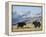 Yaks Near Nyalam, Tibet, China, Asia-Jane Sweeney-Framed Premier Image Canvas