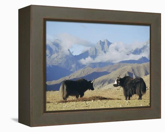 Yaks Near Nyalam, Tibet, China, Asia-Jane Sweeney-Framed Premier Image Canvas