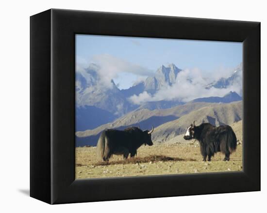 Yaks Near Nyalam, Tibet, China, Asia-Jane Sweeney-Framed Premier Image Canvas