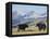 Yaks Near Nyalam, Tibet, China, Asia-Jane Sweeney-Framed Premier Image Canvas