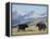 Yaks Near Nyalam, Tibet, China, Asia-Jane Sweeney-Framed Premier Image Canvas