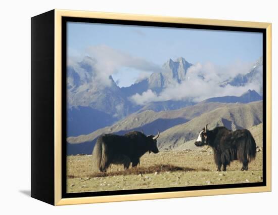 Yaks Near Nyalam, Tibet, China, Asia-Jane Sweeney-Framed Premier Image Canvas
