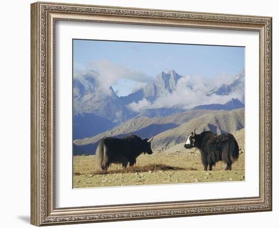 Yaks Near Nyalam, Tibet, China, Asia-Jane Sweeney-Framed Photographic Print