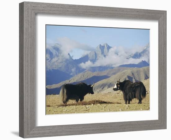 Yaks Near Nyalam, Tibet, China, Asia-Jane Sweeney-Framed Photographic Print