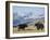 Yaks Near Nyalam, Tibet, China, Asia-Jane Sweeney-Framed Photographic Print