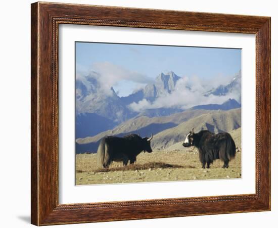 Yaks Near Nyalam, Tibet, China, Asia-Jane Sweeney-Framed Photographic Print