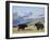 Yaks Near Nyalam, Tibet, China, Asia-Jane Sweeney-Framed Photographic Print