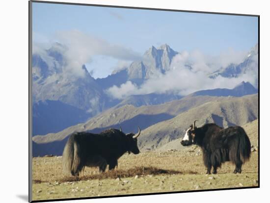 Yaks Near Nyalam, Tibet, China, Asia-Jane Sweeney-Mounted Photographic Print