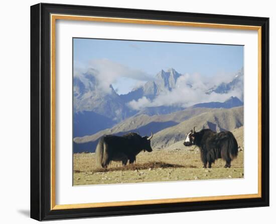 Yaks Near Nyalam, Tibet, China, Asia-Jane Sweeney-Framed Photographic Print