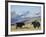 Yaks Near Nyalam, Tibet, China, Asia-Jane Sweeney-Framed Photographic Print