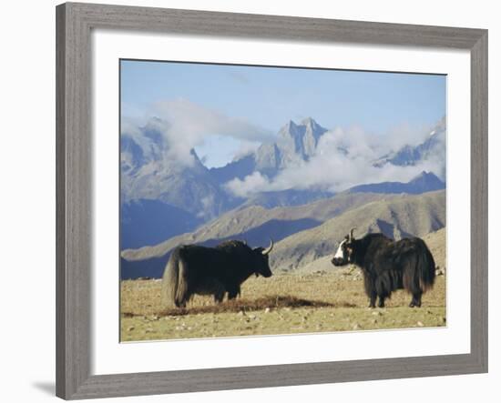 Yaks Near Nyalam, Tibet, China, Asia-Jane Sweeney-Framed Photographic Print