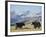 Yaks Near Nyalam, Tibet, China, Asia-Jane Sweeney-Framed Photographic Print