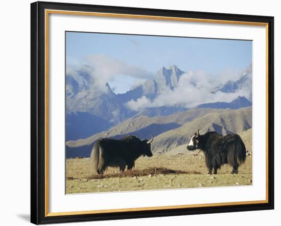 Yaks Near Nyalam, Tibet, China, Asia-Jane Sweeney-Framed Photographic Print