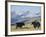 Yaks Near Nyalam, Tibet, China, Asia-Jane Sweeney-Framed Photographic Print