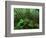 Yakushima Rainforest, Kagoshima, Japan-Rob Tilley-Framed Photographic Print