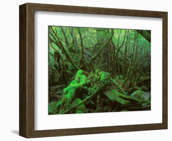 Yakushima Rainforest, Kagoshima, Japan-Rob Tilley-Framed Photographic Print