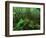 Yakushima Rainforest, Kagoshima, Japan-Rob Tilley-Framed Photographic Print