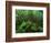 Yakushima Rainforest, Kagoshima, Japan-Rob Tilley-Framed Photographic Print