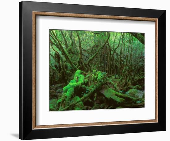 Yakushima Rainforest, Kagoshima, Japan-Rob Tilley-Framed Photographic Print