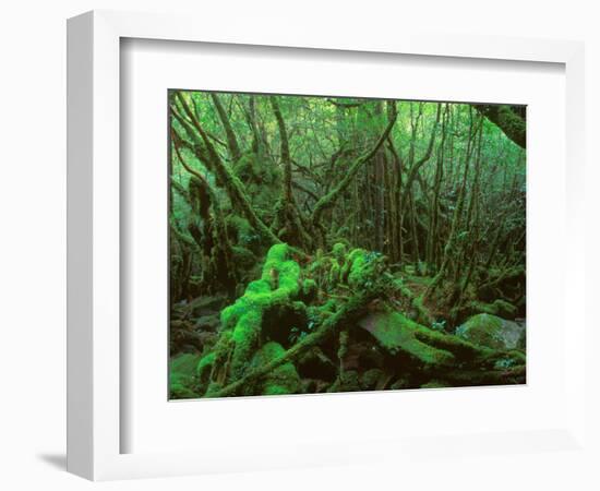 Yakushima Rainforest, Kagoshima, Japan-Rob Tilley-Framed Photographic Print