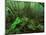 Yakushima Rainforest, Kagoshima, Japan-Rob Tilley-Mounted Photographic Print