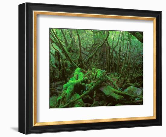 Yakushima Rainforest, Kagoshima, Japan-Rob Tilley-Framed Photographic Print