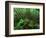 Yakushima Rainforest, Kagoshima, Japan-Rob Tilley-Framed Photographic Print