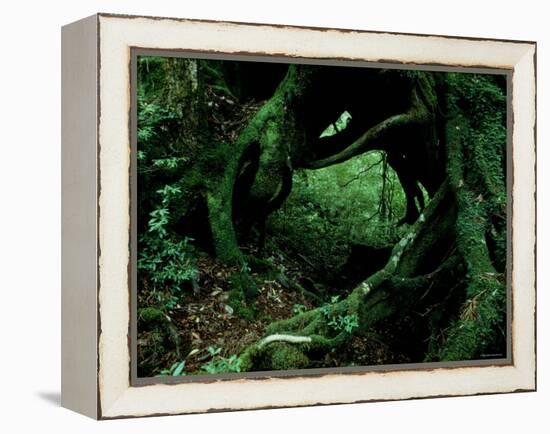 Yakusugi Tree Forest-null-Framed Premier Image Canvas