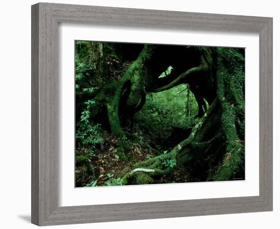 Yakusugi Tree Forest-null-Framed Photographic Print