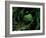 Yakusugi Tree Forest-null-Framed Photographic Print