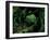 Yakusugi Tree Forest-null-Framed Photographic Print