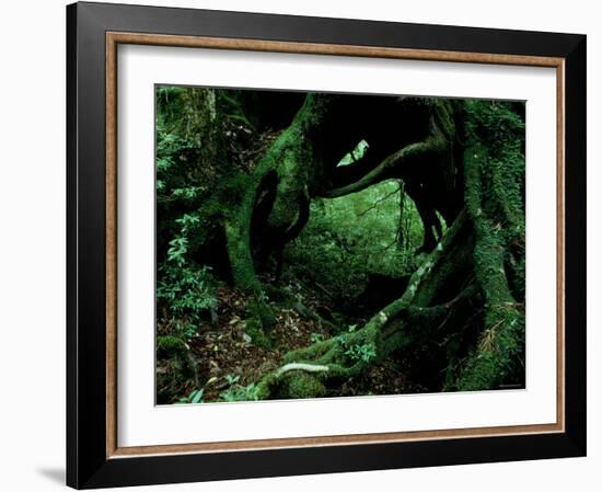 Yakusugi Tree Forest-null-Framed Photographic Print