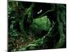 Yakusugi Tree Forest-null-Mounted Photographic Print