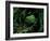 Yakusugi Tree Forest-null-Framed Photographic Print